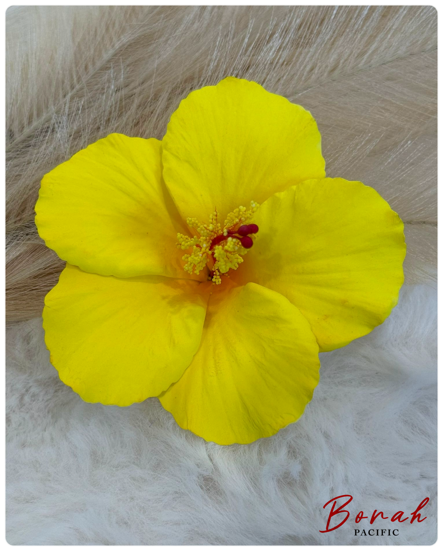 Hibiscus Sei (flower)