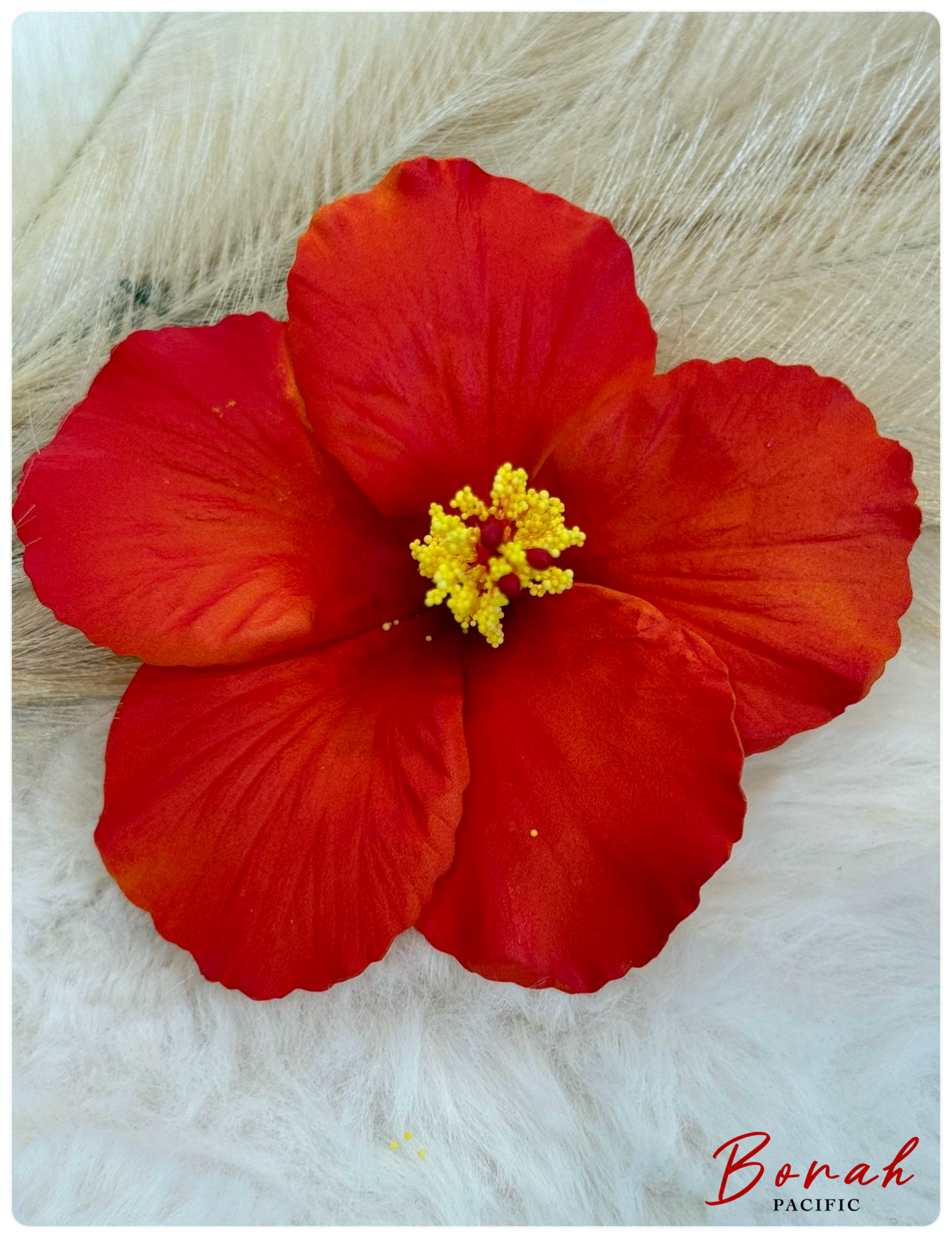 Hibiscus Sei (flower)